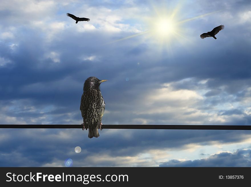 Blackbird perched on a wire with vultures and sun in the background. Blackbird perched on a wire with vultures and sun in the background.