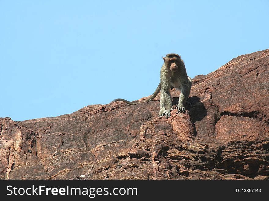 Cautious monkey perching on rock at northern hill in Badami, Karnataka, India, Asia. Cautious monkey perching on rock at northern hill in Badami, Karnataka, India, Asia