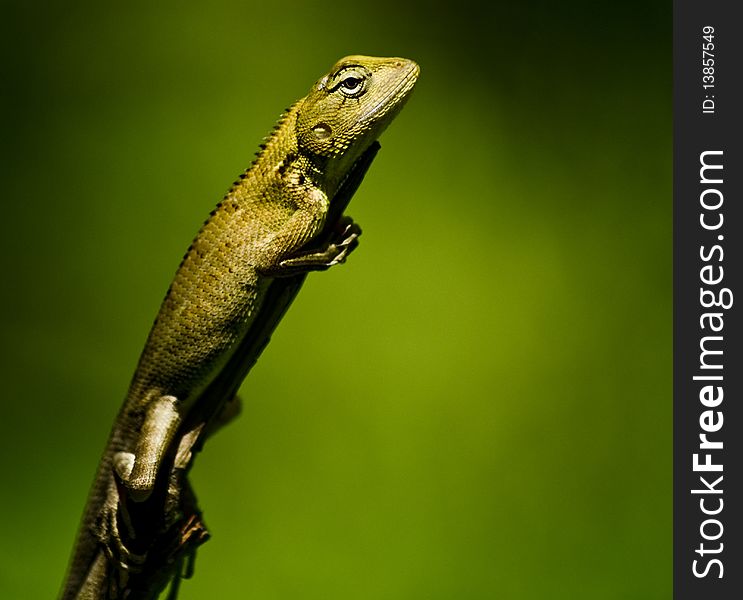 Green Lizard