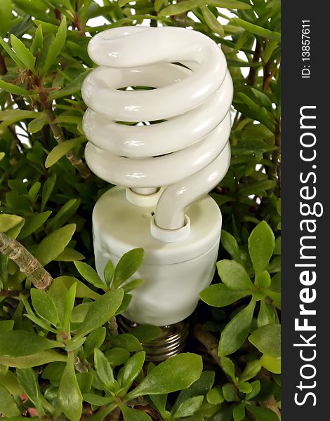 Compact Fluorescent Light Bulb standing in the grass.