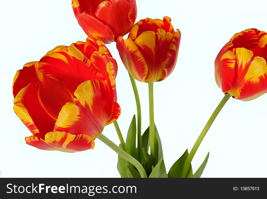 Beautiful red-yellow tulips isolated on white.