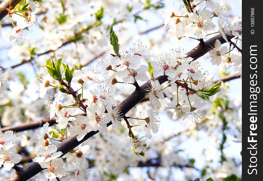 White cherry blossom and green leaf. White cherry blossom and green leaf
