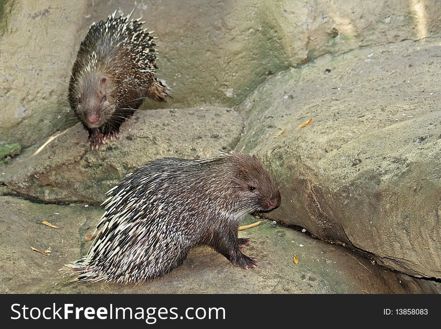 Porcupines are rodents with a coat of sharp spines, or quills, that defend them from predators. They are indigenous in both the Old World and the New World. Porcupines are the third largest of the rodents, behind the capybara and the beaver.