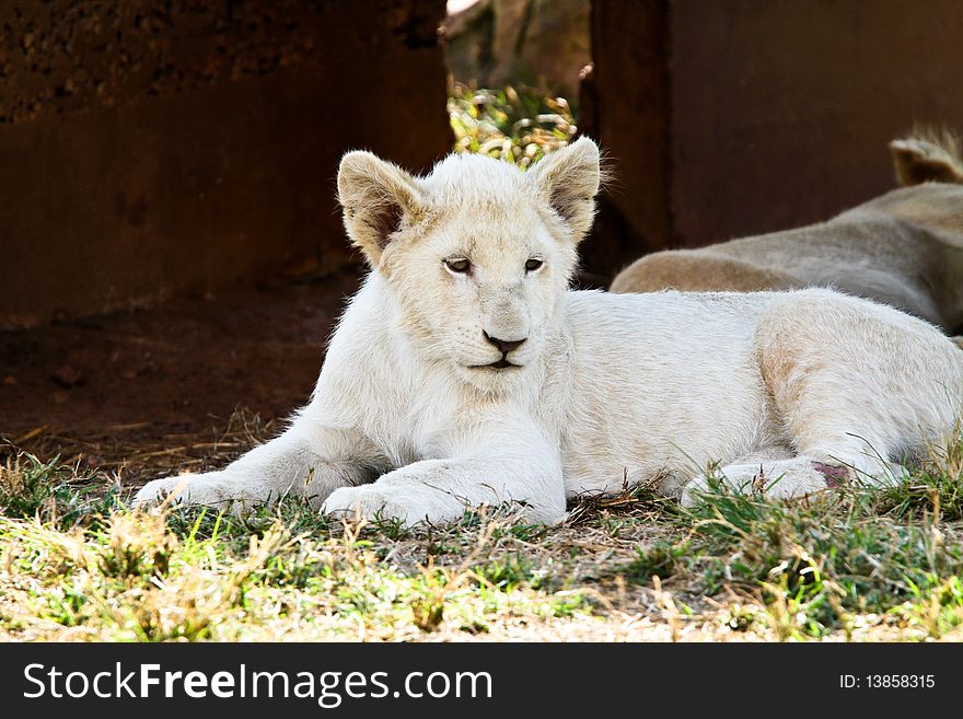 White Lion Cub resting in the shade in the Lion and Rhino natyre reserve