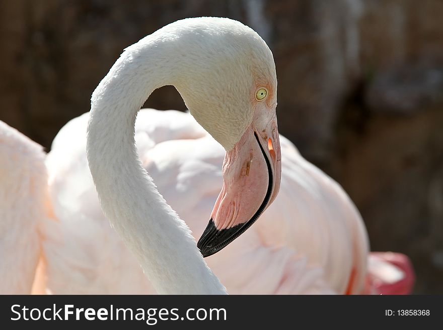 Greater Flamingo preening itself in a pond at a nature reserve near Johannesburg. Greater Flamingo preening itself in a pond at a nature reserve near Johannesburg