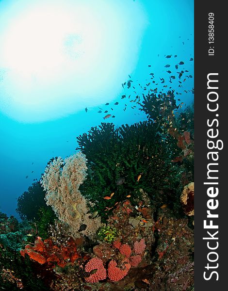An underwater view at Ambon, Maluku, Indonesia. So beautiful and colorful reef formation and clear water. An underwater view at Ambon, Maluku, Indonesia. So beautiful and colorful reef formation and clear water