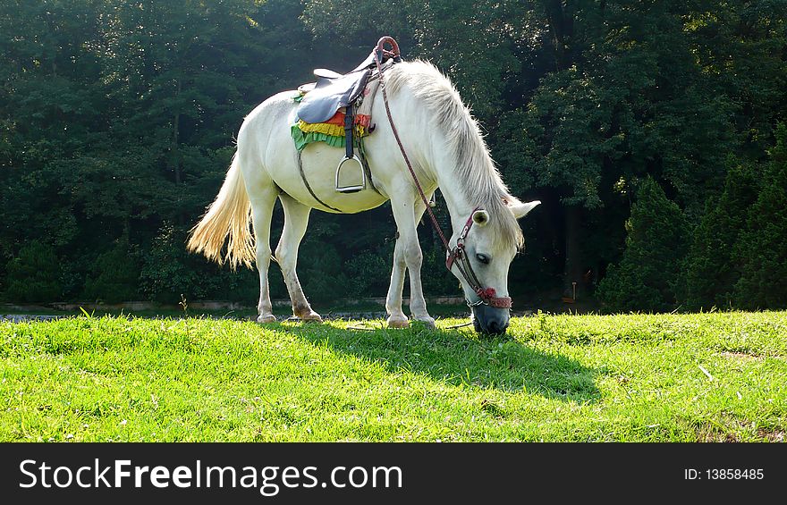 A white horse grazing in the grass