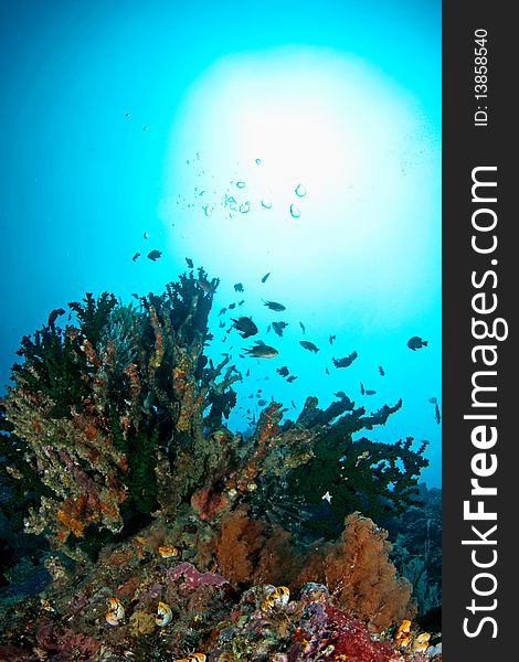 An underwater view at Ambon, Maluku, Indonesia. So beautiful and colorful reef formation and clear water. An underwater view at Ambon, Maluku, Indonesia. So beautiful and colorful reef formation and clear water