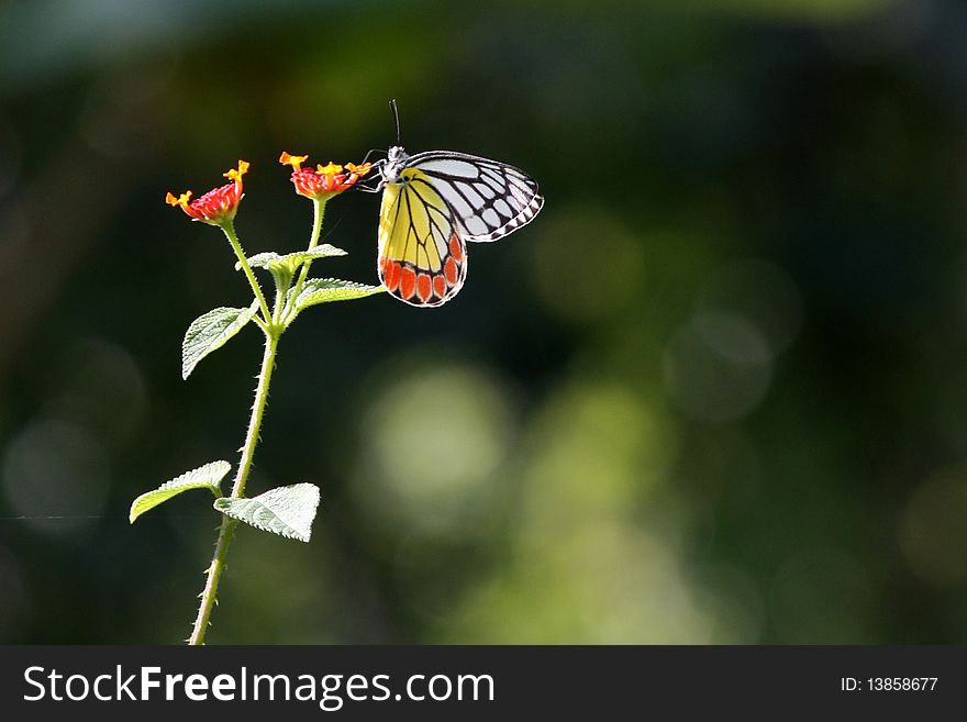 Butterfly in lantana flower with nice background