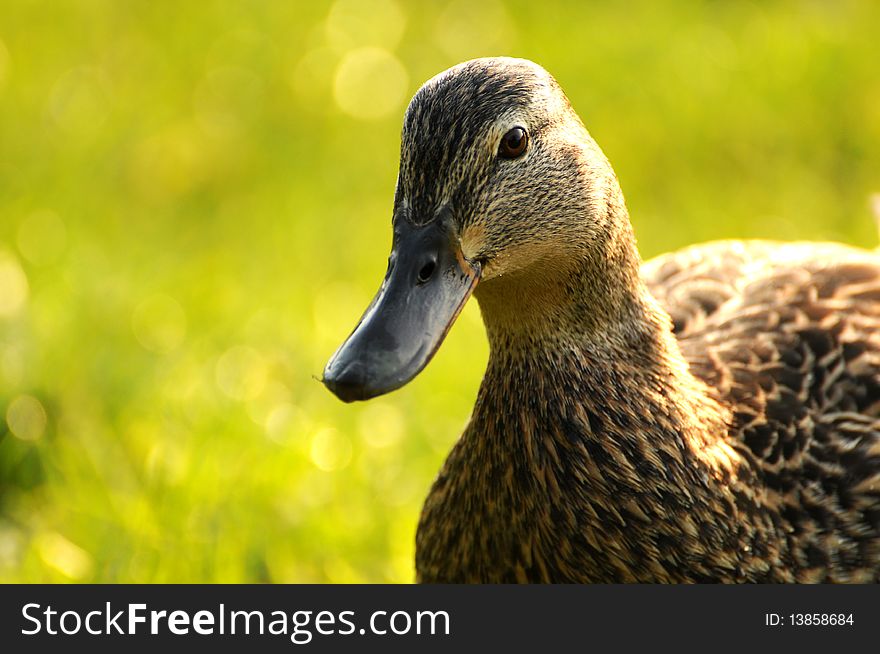 Duck 002