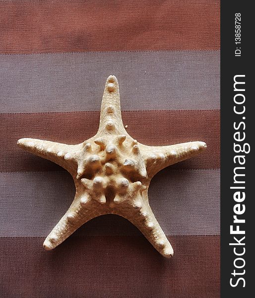 Sea starfish on the stripy background