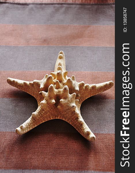 Sea starfish