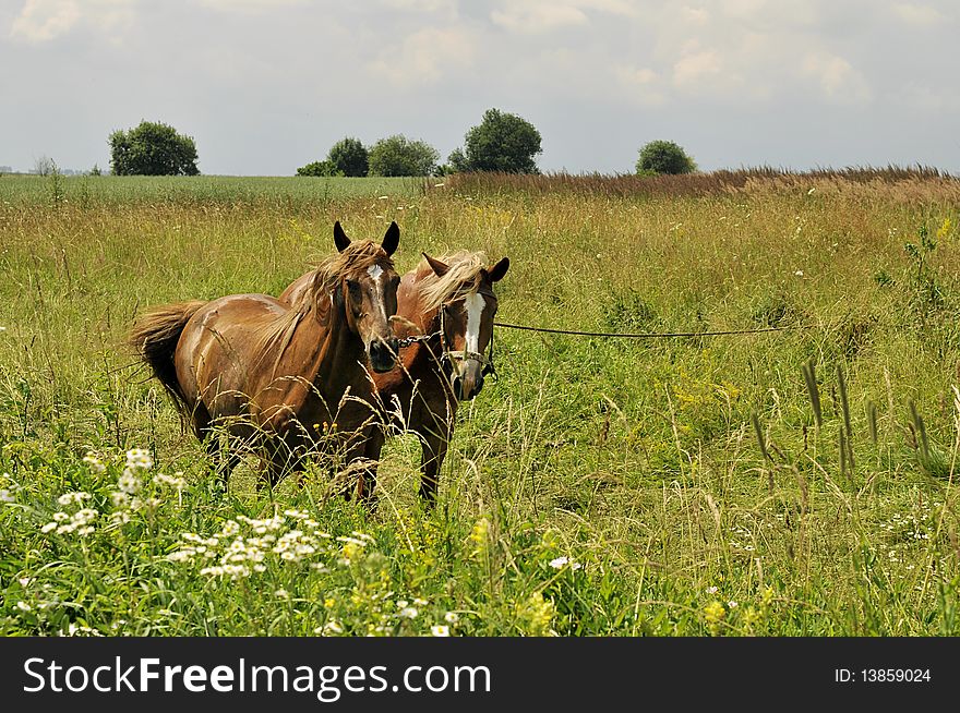 Two horses in the summer field. Two horses in the summer field.