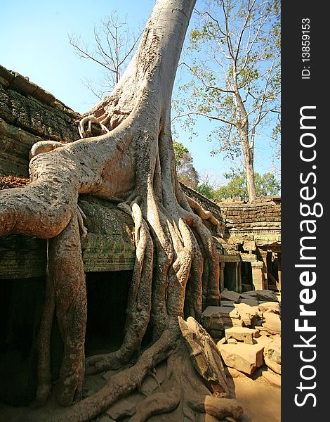 Cambodia's temple of Ta Prohm in Angkor Wat roots of big trees