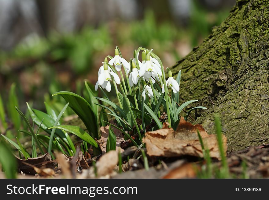 Spring snowdrops in the forest