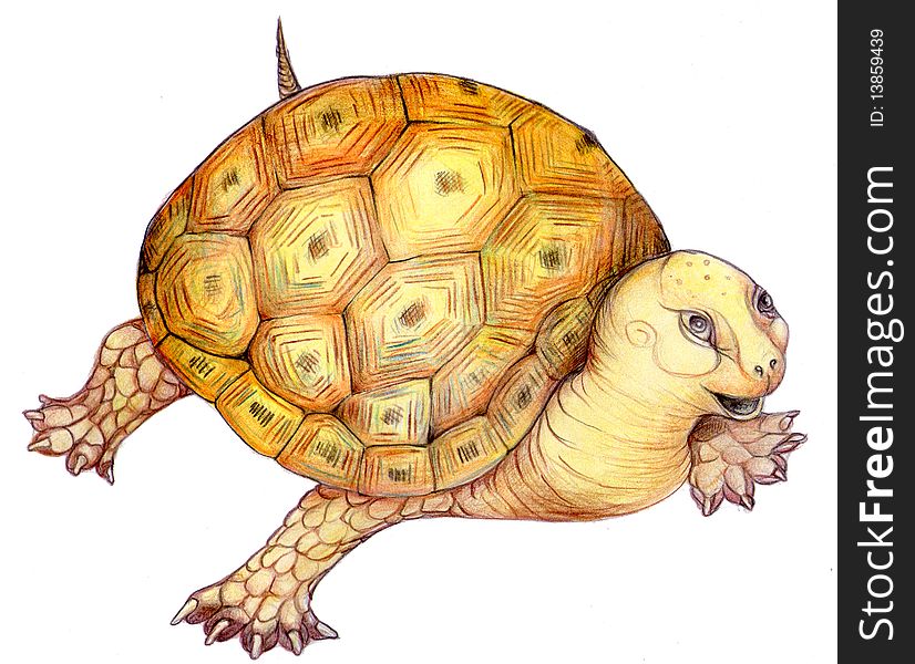 Handmade illustration on a funny turtle. Pencil and acrylic colour