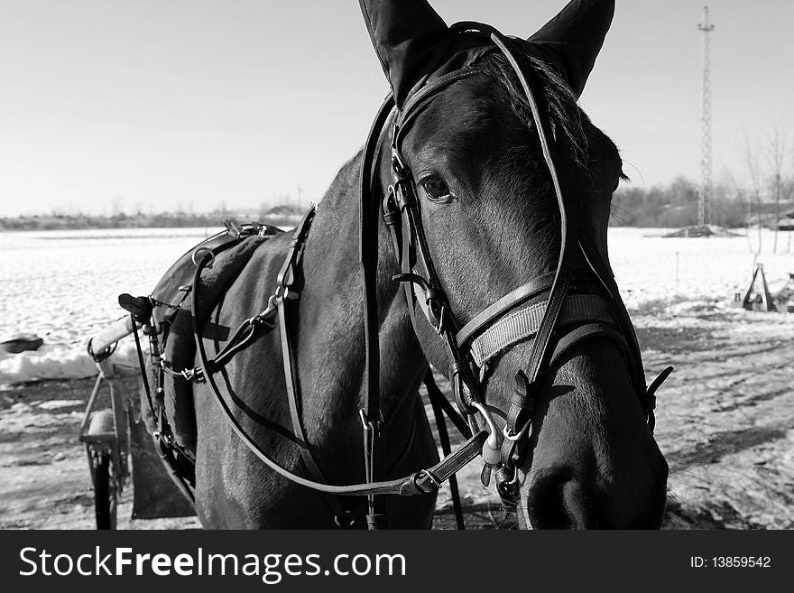 Horse with carrige on winter time