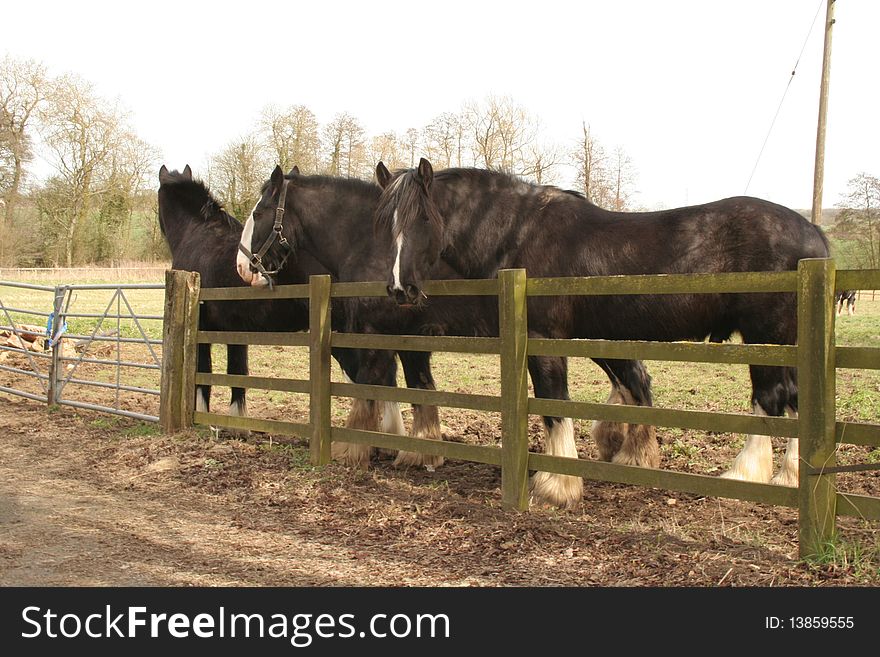 Black Shire Horses