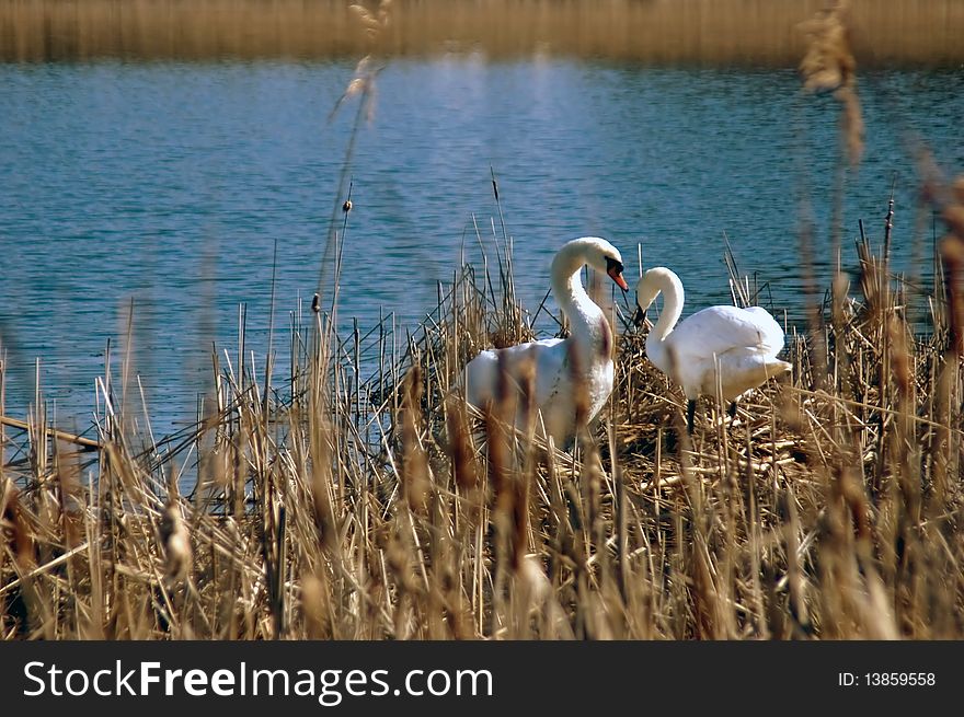 Swan pair hiding in the reeds