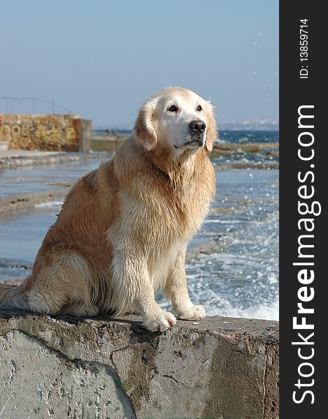 Portrait Of Golden Retriever Dog At The Sea