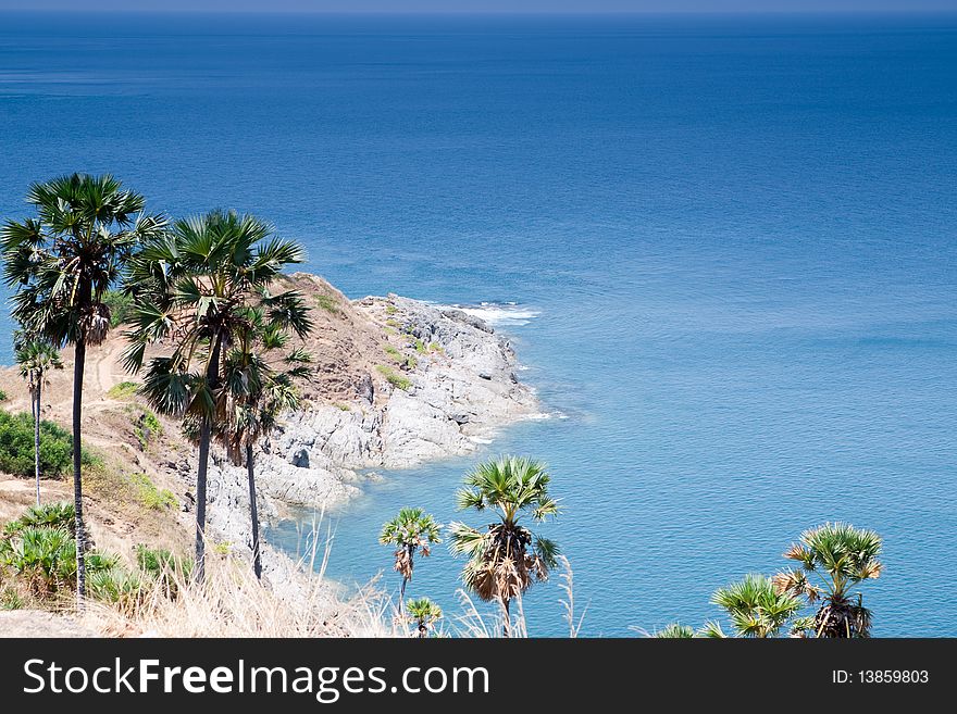 Ocean coast with palm trees