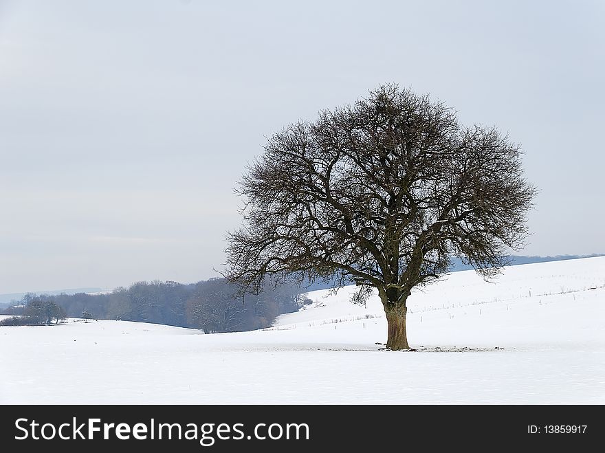 Solitary tree and winter landscape