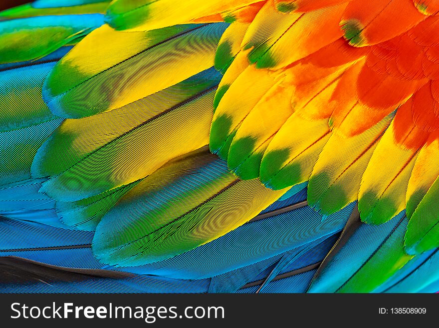 Colorful macaw parrot feathers with red yellow orange blue for nature background