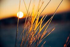 Winter Sunset Landscape. Macro Photo Of Icy Grass Stock Images