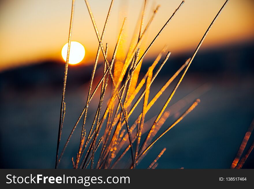 Winter Sunset Landscape. Macro Photo Of Icy Grass