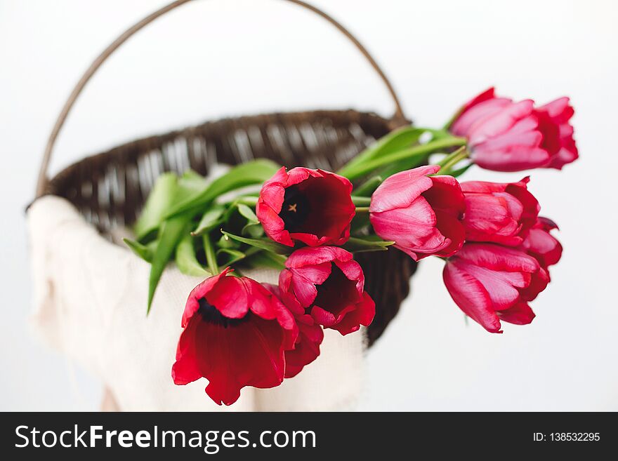 Stylish rustic wicker basket with fresh red tulips on white background. Copy space. Hello spring. Happy womens day. Happy mothers