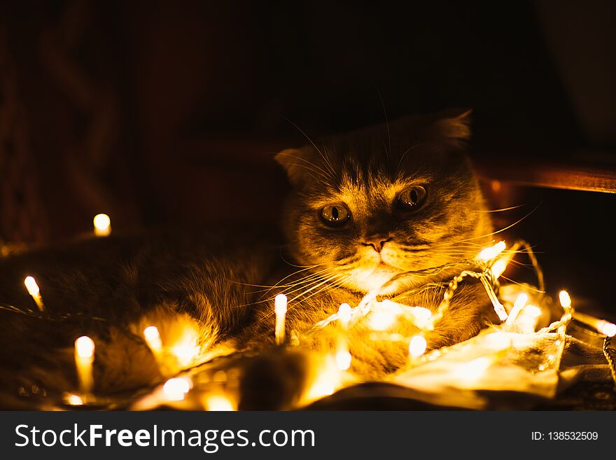 Scottish cat with Christmas lights on sofa