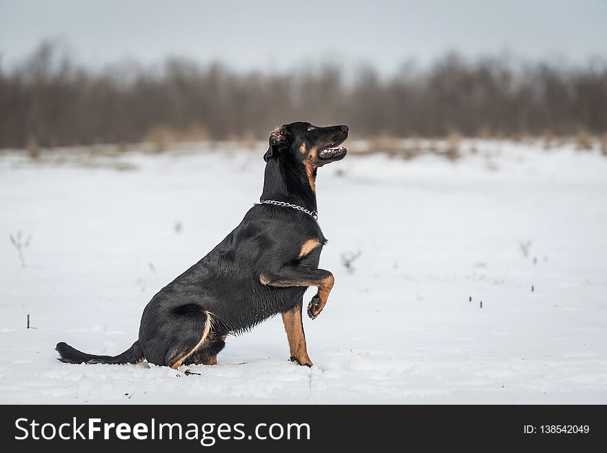 Beauceron Dog Play In The Snow A Winters Day