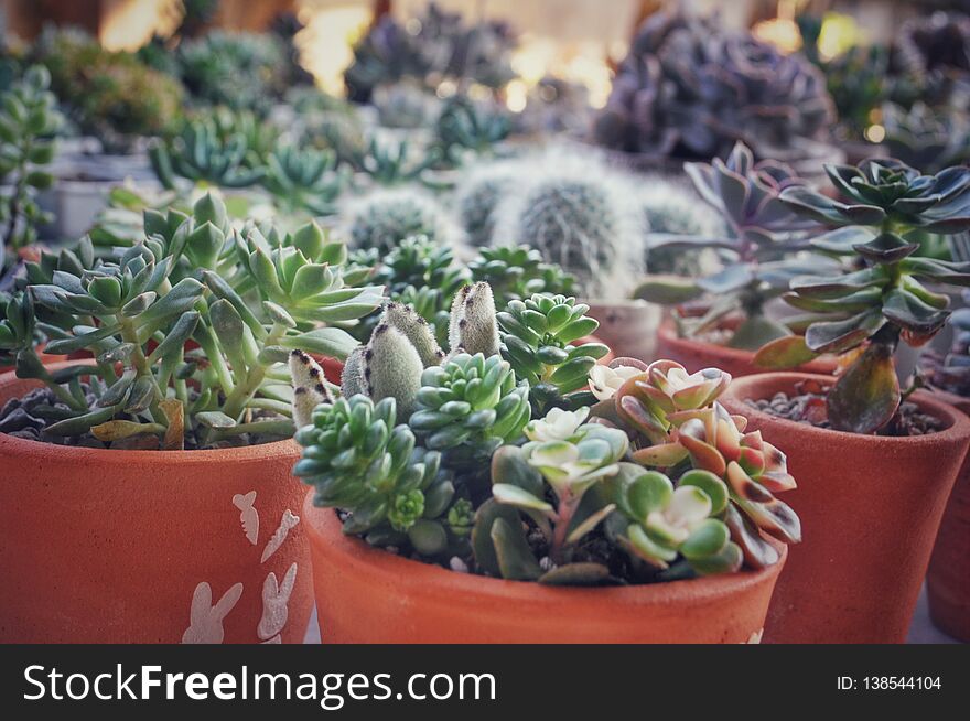 Small Cactus In Garden