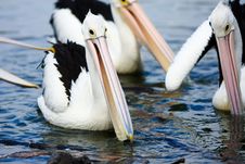 Pelicans Gathered Together In A Pond Royalty Free Stock Photography Pelicans Gathered Together In A Pond Royalty Free Stock Photography