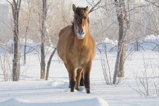 Horse On Snow Stock Photo