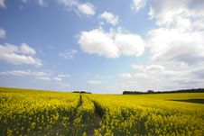 Yellow Oilseed Rape Royalty Free Stock Images Yellow Oilseed Rape Royalty Free Stock Images