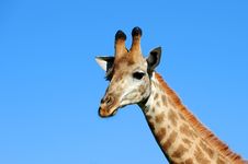 Giraffe Against A Blue Sky Royalty Free Stock Photo