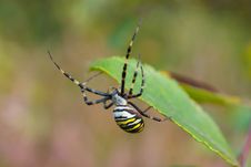 Black And Yellow Garden Spider Royalty Free Stock Images Black And Yellow Garden Spider Royalty Free Stock Images