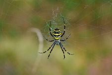 Black And Yellow Garden Spider Stock Photography Black And Yellow Garden Spider Stock Photography