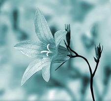 Campanula Royalty Free Stock Photography Campanula Royalty Free Stock Photography