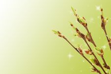 Blossoming Germs Of A Bird Cherry Stock Images Blossoming Germs Of A Bird Cherry Stock Images
