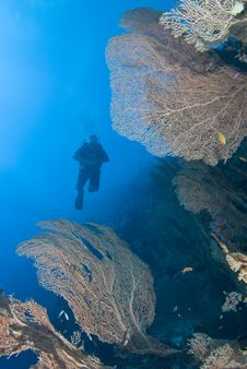 Diver In Tropical Sea Royalty Free Stock Image Diver In Tropical Sea Royalty Free Stock Image