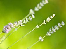 Lavender Royalty Free Stock Images Lavender Royalty Free Stock Images