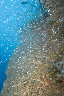 Giant Sea Fan And Baitfish Royalty Free Stock Photography Giant Sea Fan And Baitfish Royalty Free Stock Photography