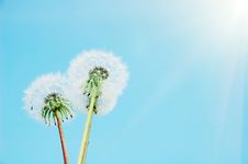 Dandelion On The Sky Background Royalty Free Stock Photo