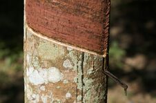 Rubber Tree Royalty Free Stock Photo Rubber Tree Royalty Free Stock Photo