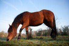 Brown Horse Eating Grass Stock Photo Brown Horse Eating Grass Stock Photo