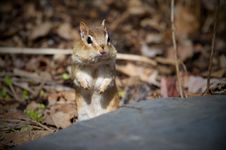 Chipmunk Royalty Free Stock Photography Chipmunk Royalty Free Stock Photography