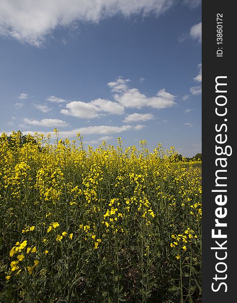 Yellow oilseed rape in southern Poland