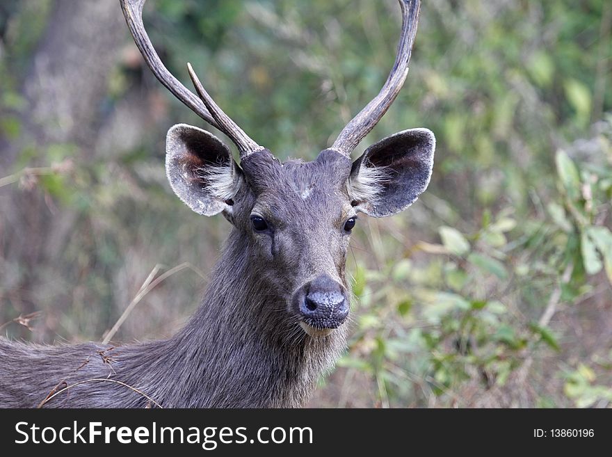 Close up of a male sambar deer in Kanha national park, India